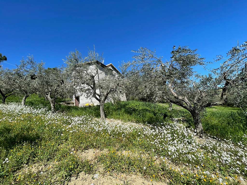 CITTA' SANT'ANGELO - STRADA COMUNALE VILLA CIPRESSI